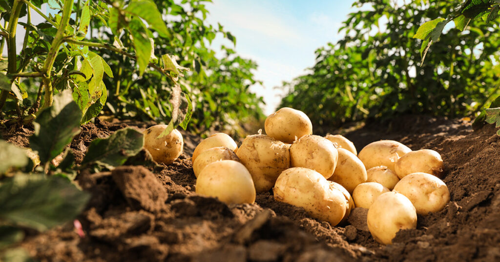 Какими удобрениями подкормить картофель