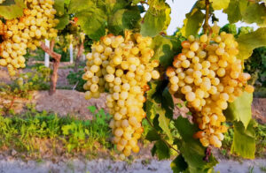 Мускат Белый: сверхранний сорт винограда