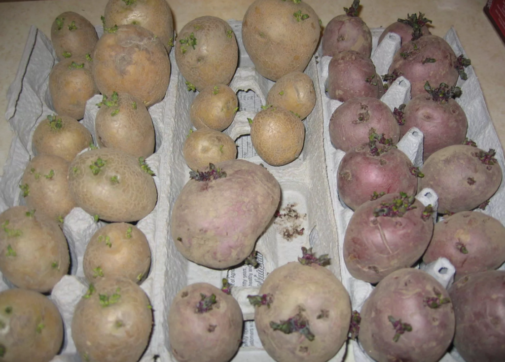 Провяливание картофеля