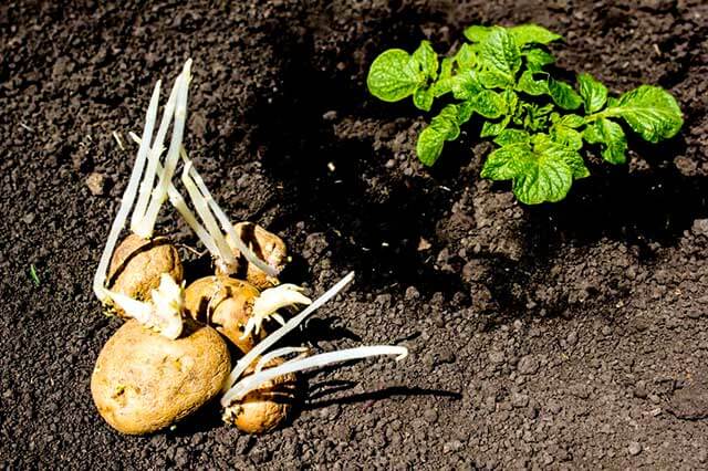 Секреты урожая картофеля и правильный подход к посадке