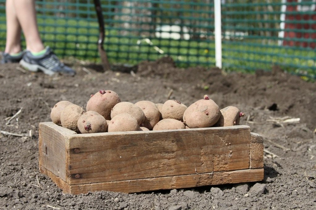 Сроки подготовки картофеля