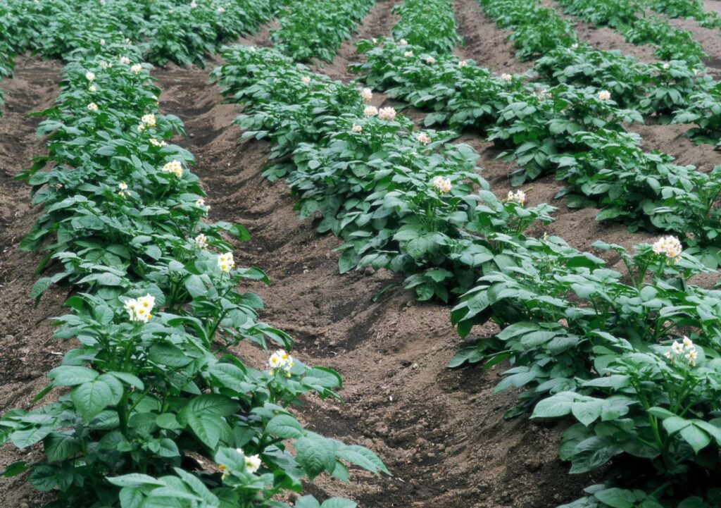 Внесение удобрений после посадки картофеля
