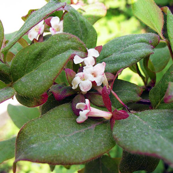 абелия корейская (Abelia coreana)