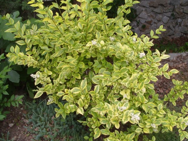 Бирючина пестролистная (Ligustrum variegata)