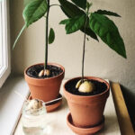 Как вырастить авокадо из косточки дома?