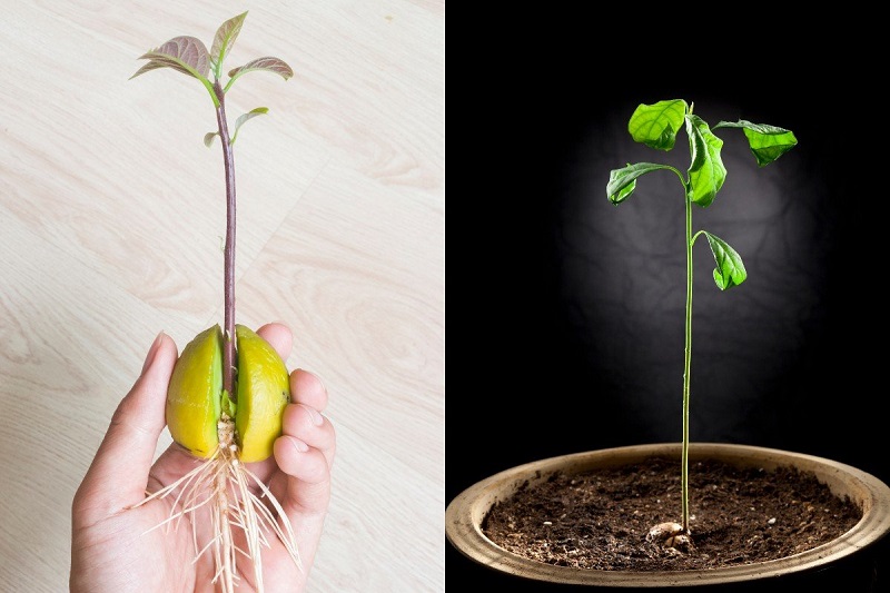 Сложно ли вырастить авокадо из косточки дома