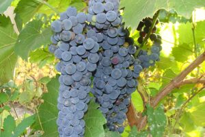 Особенности сорта винограда Амурский