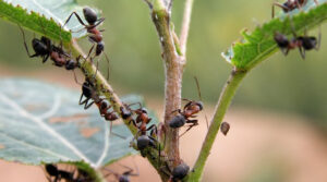 Как вывести муравьев с дачного участка?